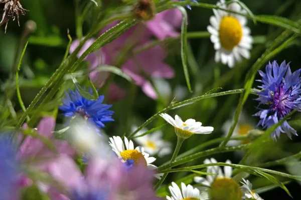 Wildflower 1