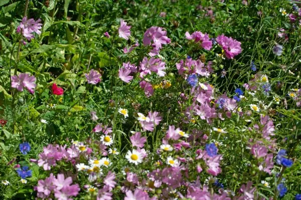 Wildflower 2