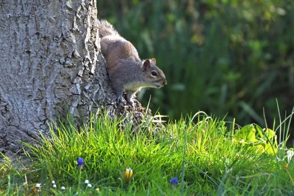 SQUIRREL 1